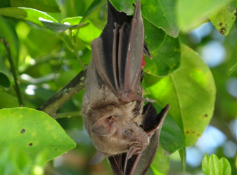 Murciélago frugívoro