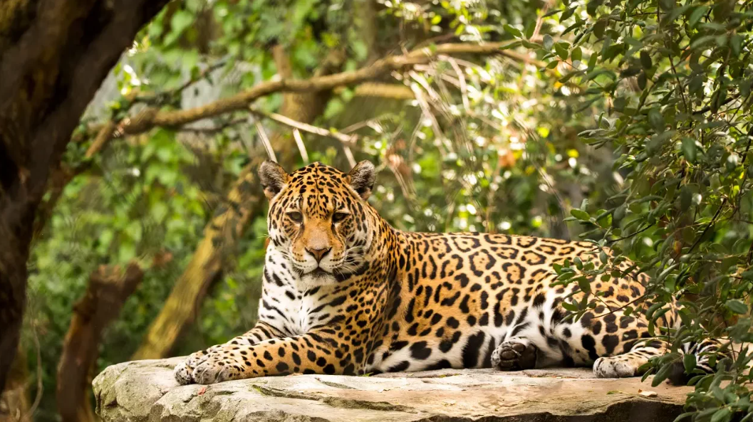 Jaguar